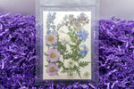 Pressed & Dried Flowers