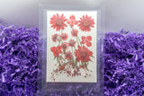 Pressed & Dried Flowers