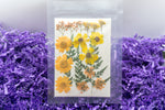 Pressed & Dried Flowers