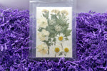 Pressed & Dried Flowers