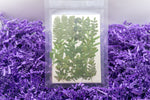 Pressed & Dried Flowers