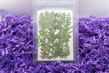 Pressed & Dried Flowers